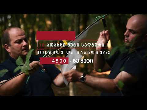 ვიდეორგოლი - სახელმწიფო აგრძელებს ღონისძიებებს აზიური ფაროსანას წინააღმდეგ