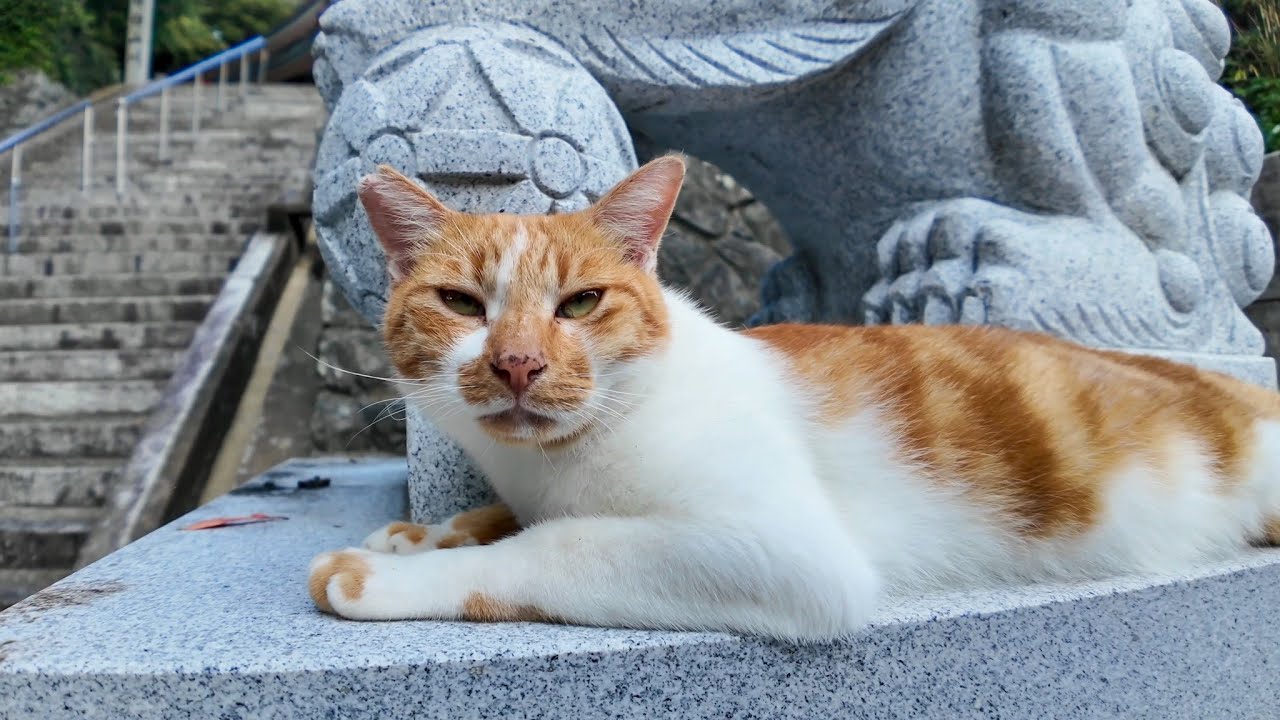 Temple Guardian Cat!? The Adorable “Koma-Neko” 😺✨ - YouTube