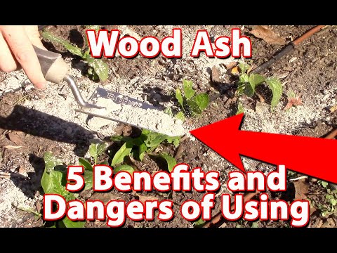 Video: All About Ash As Fertilizer