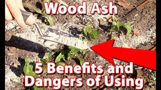 Using Wood Ash In Your Garden - Benefits And Dangers