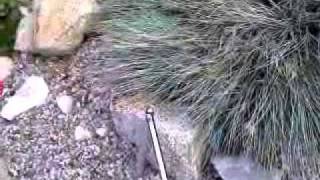 Homemade sodium (per)chlorate tests