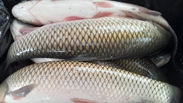 nuôi cá trắm cá chép kết hợp cá rô phi