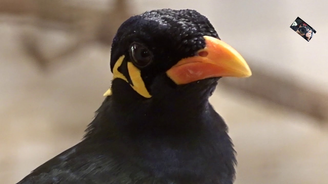 Les Mainates Religieux Discutent Le Jardin Aux Oiseaux Zoo Dupie 26