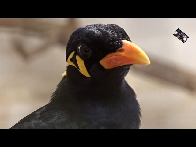 Le Jardin Aux Oiseaux, Upie DestiMap Destinations On Map