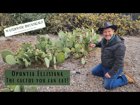 Opuntia Ellisiana- The