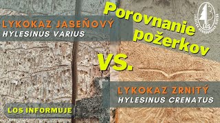 Lykokaz jaseňový (Hylesinus varius) vs. lykokaz zrnitý (H. crenatus) - porovnanie požerkov