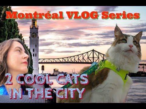 Video: Deskripsi dan foto Basilica Notre-Dame de Montreal (Basilique Notre-Dame de Montreal) - Kanada: Montreal