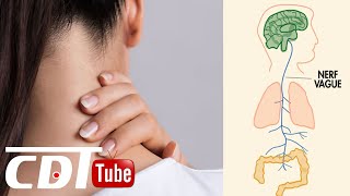 Les Symptômes du nerf vague enflammé et les remèdes pour le soulager | CDT NEWS