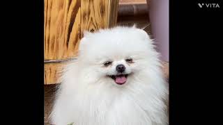 baby dogscute and funny dog videos compilation