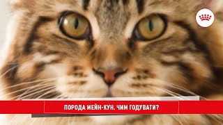 Особливості породи мейн-кун