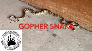 Gopher Snake Attack?!