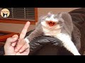 Awesome Funny Animals&#39; Life Videos | Life Funny Pets