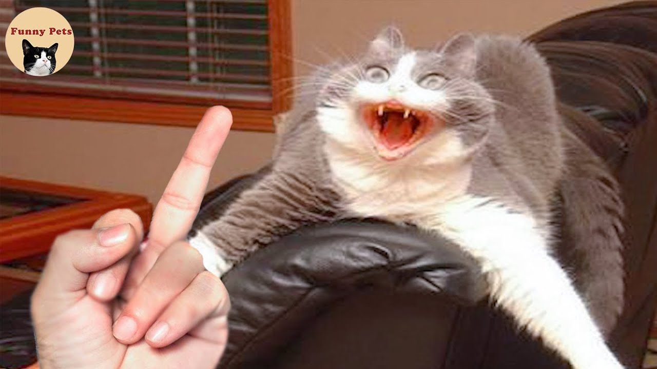 Awesome Funny Animals' Life Videos | Life Funny Pets