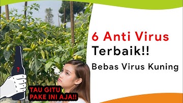 6 Pupuk Anti Virus, Bisa Usir Virus Kuning?