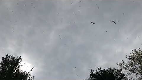 Twirling Helicopter Seeds in Slow Motion (Slow-Mo) Against a Dark Sky