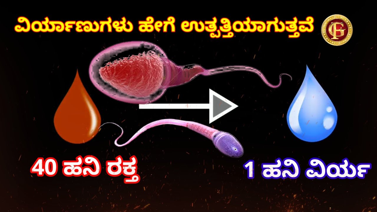 How to Sperm produce in Human body in kannada gfactaar YouTube