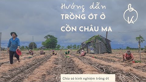 HƯỚNG DẪN KỈ THUẬT TRỒNG ỚT Ở CỒN CHÂU MA
