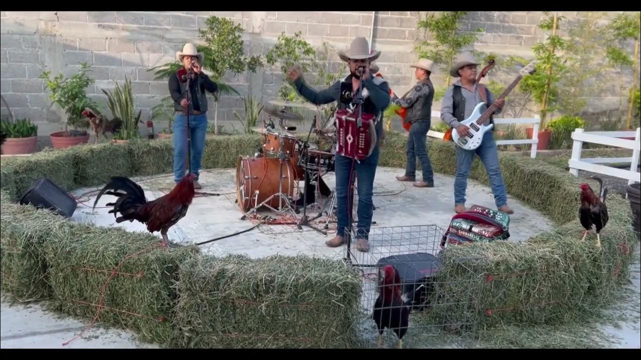 Sangre De Gallo - Conjunto El Golpe Sangre De Gallo - Conjunto El Golpe