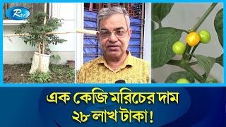 কুমিল্লায় কৃষকের শখের গাছে বিশ্বের সবচেয়ে দামি মরিচ | Most Expensive pepper in the world | Rtv News