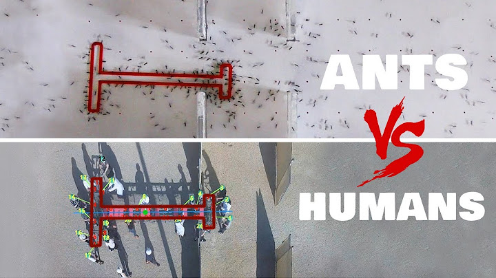 Ants vs Humans - T Shape Problem Solving Test