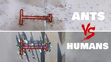 Ants vs Humans - T Shape Problem Solving Test