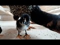 Cute Baby chicks Hits Camera to find its feed | baby chicks learning to search for meal