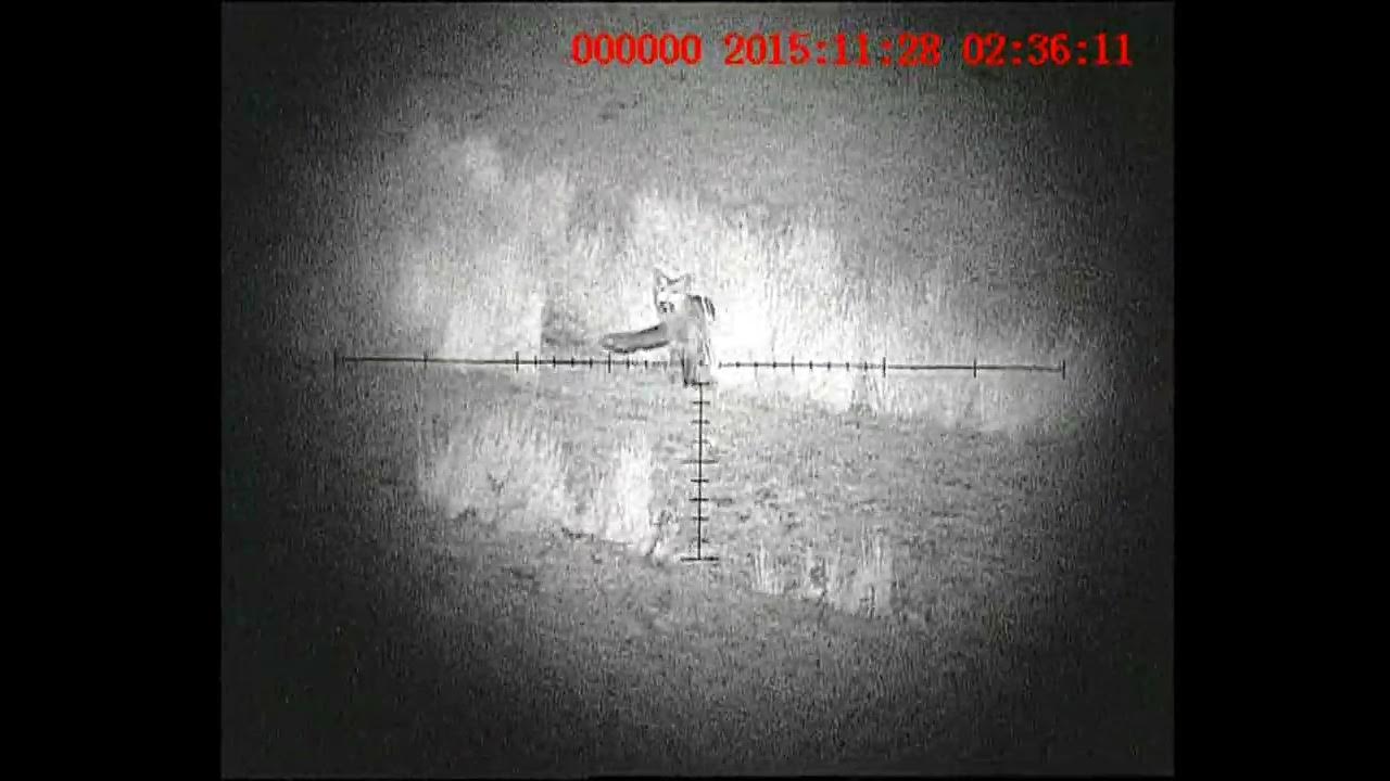 night vision fox hunting yew tree bullets YouTube