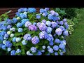 Best shrubs for a cut flower garden // Northlawn Flower Farm