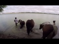 Baie de somme à cheval et à poney - Jour 4 - La baignade