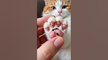 #mochipimplepopping #pimplepopper #visualasmr #mochicatspaw #oddlysatisfying #satisfying #fyp