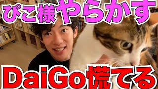 【DaiGo 猫】ぴこ様やらかし、DaiGo 慌てふためく A kitty messed up, DaiGo got confused.