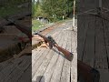 Mr Bitee and Excelsior red tailed chicken test zero on this kick ass SKS! Super duper Snappy!