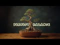 50 Bonsai Mini Hokidachi (Sapu) 🌳 Karya Seni Hidup Paling Elegan.