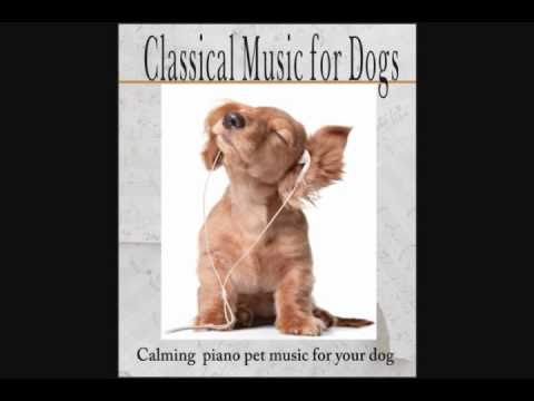 Classical Music for Dogs - Calming Piano Pet Music for your Dog