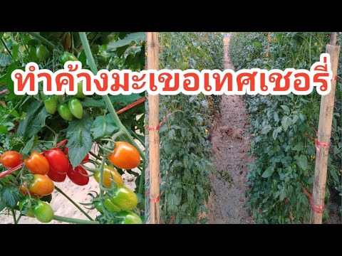 วีดีโอ: แนวคิดของ Trellis มะเขือเทศ - วิธีทำ Trellis เหนือศีรษะสำหรับพืชมะเขือเทศ