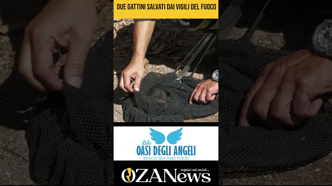 Anteprima video: Torre San Giovanni, i vigili del fuoco salvano due gattini