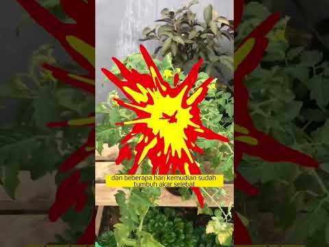 Video: Perbanyakan Tomat Dengan Stek - Cara Menanam Stek Tomat