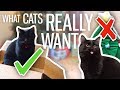 What Cats Want For Christmas