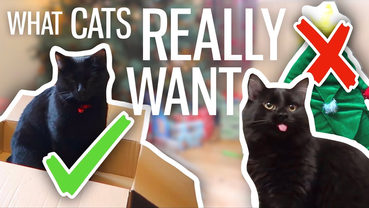 What Cats Want For Christmas