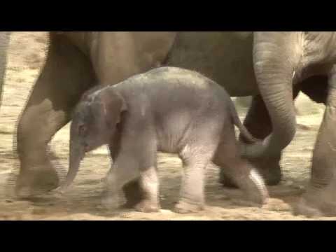 Baby-olifant zet zoo op stelten