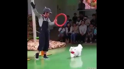 Cat Calculating Physics🐈