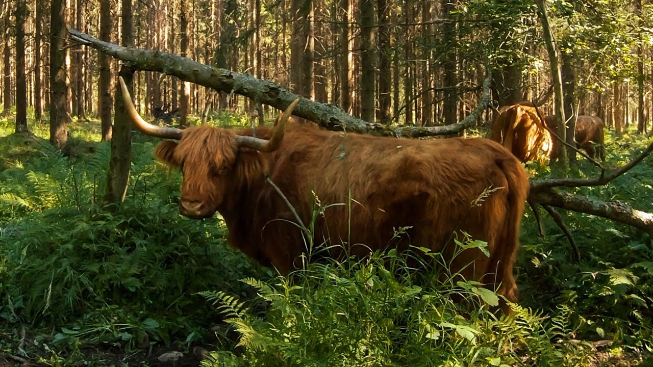 Scottish Highland Cows: A Unique Cattle Breed - Melissa K. Norris