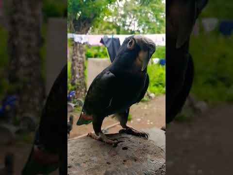 PIONUS SENILIS #shorts