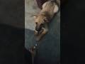 Juli ka hua bhukh se bura hal #dogs #puppy #vlog #life #little #mini #animal #love #cute #minipuppy