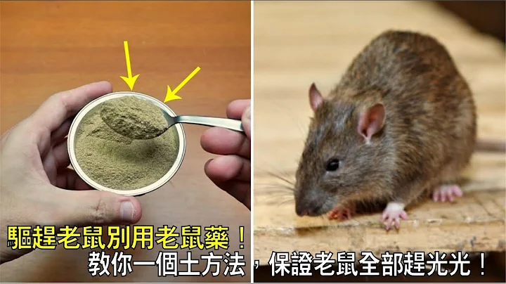 驅趕老鼠別用老鼠藥！教你一個土方法，保證家裡老鼠全部趕光光！老鼠全部自己搬家！省錢又實用！ - 天天要聞