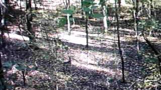 Archery Doe Kill November 12, 2009