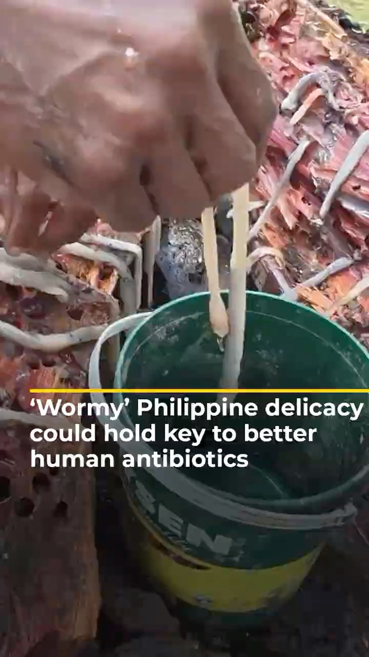 ‘Wormy’ Philippine delicacy could hold key to better human antibiotics | AJ #shorts