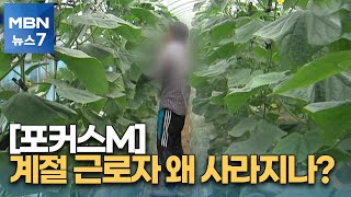 [포커스M] 외국인 계절 근로자 또 집단이탈…월급 가로채는 브로커 때문? [MBN 뉴스7]
