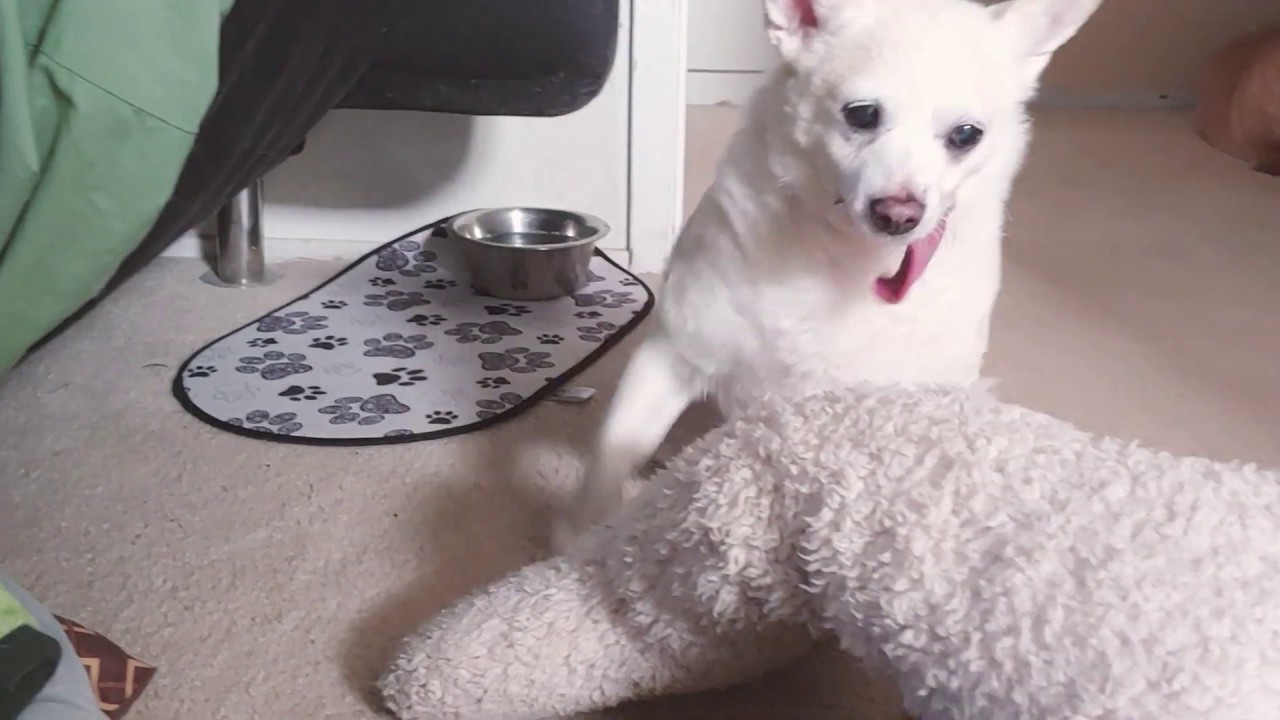 My dog humping his toy again YouTube