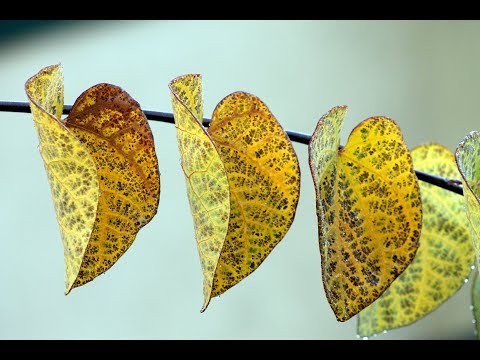 Vídeo: Folhas de glicínias ficam amarelas - Por que as folhas de glicínias ficam amarelas
